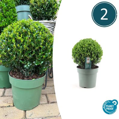 Ilex crenata 'Jenny' Kugel XL | 2 Stück - Ø25cm - 35-45cm - Gartenpflanze - Mult