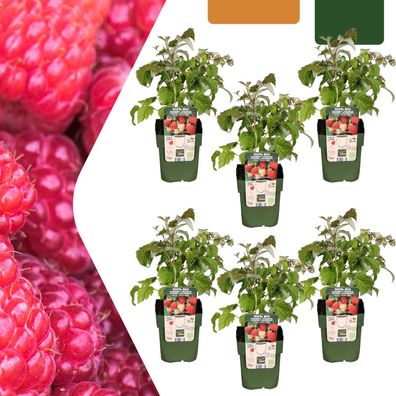Himbeerpflanzen - Rubus idaeus - bio | 6 Stück - Ø13cm - 20cm - Gartenpflanze