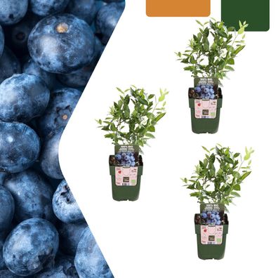 Heidelbeerpflanzen - Vaccinium corymbosum - Bio | 3 Stück - Ø13cm - 20cm - Garte