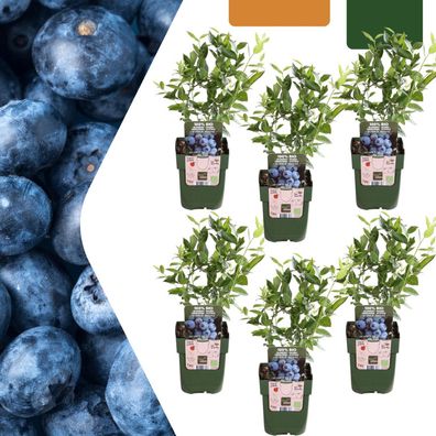 Heidelbeerpflanzen - Vaccinium corymbosum - Bio | 6 Stück - Ø13cm - 20cm - Garte