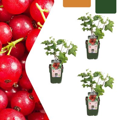Stachelbeerpflanzen - Ribes rubrum - bio | 3 Stück - Ø13cm - 20cm - Gartenpflanz