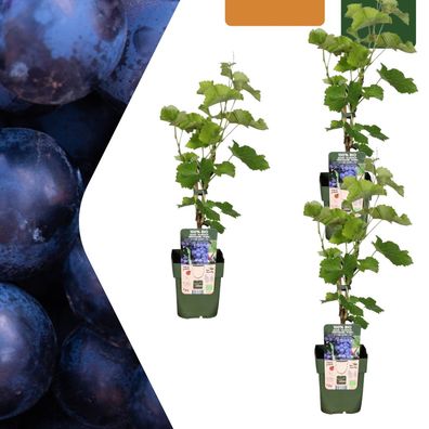 Weinreben - Vitis vinifera - bio | 3 Stück - Ø13cm - 20cm - Gartenpflanze - Gem?