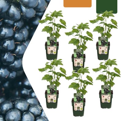 Brombeerpflanze - Rubus fruticosus - Bio | 6 Stück - Ø13cm - 20cm - Gartenpflanz