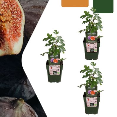 Feigenbaum - Ficus carica - Bio | 3 Stück - Ø13cm - 20cm - Gartenpflanze - Gemü
