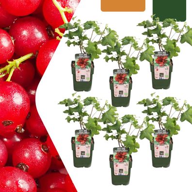 Stachelbeerpflanzen - Ribes rubrum - bio | 6 Stück - Ø13cm - 20cm - Gartenpflanz