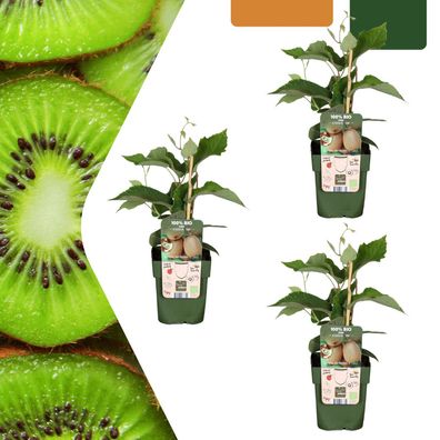 Kiwiplanten - Actinidia deliciosa - biologisch | 3 stuks - Ø13cm - 20cm - Gartenp