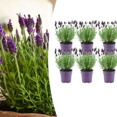 Lavandula stoechas Anouk - Lavendel | 6 stuks - Ø12cm - 25cm - Gartenpflanze