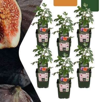 Ficus carica – Bio-Feigenbaumpflanzen | 6 Stück - Ø13cm - 20cm - Gartenpflanze