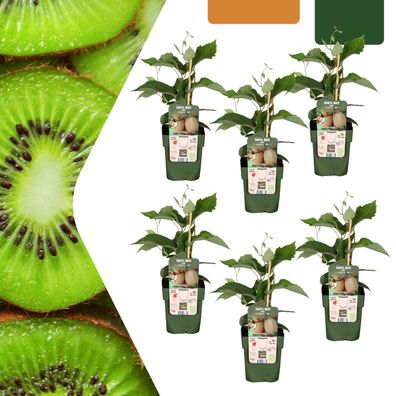 Kiwipflanzen - Actinidia deliciosa - Bio | 6 Stück - Ø13cm - 20cm - Gartenpflanz