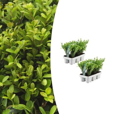 Ilex crenata 'Jenny' | 12 Stücke - Ø15cm - 25cm - Gartenpflanze