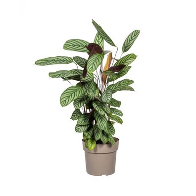Calathea Oppenheimiana - Ø24cm - 80-100cm - Zimmerpflanze - Immergrün