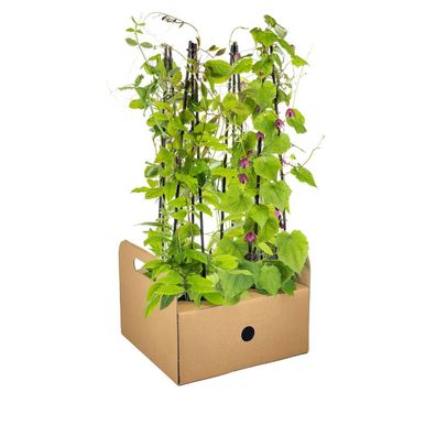 Kletterpflanzen mix - Rhodochiton - Cobea - Lathyrus - Ipomoea | 4 Stücke - Ø20c