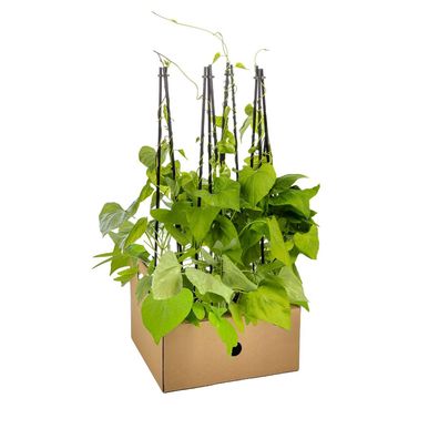 Ipomoea tricolor Heavenly Blue | 4 Stücke - Ø20cm - 50-60cm - Gartenpflanze