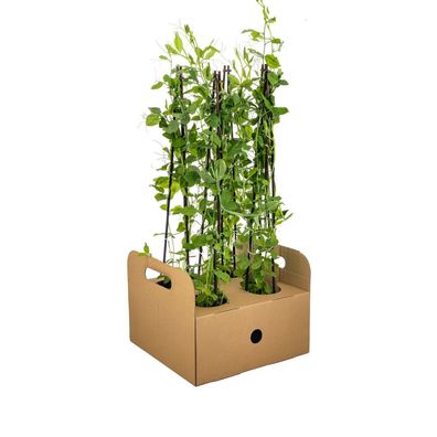 Lathyrus odoratus | 4 Stücke - Ø20cm - 50-60cm - Gartenpflanze
