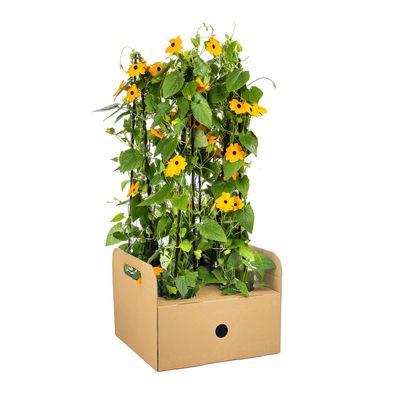 Thunbergia alata Sunny Susy New Orange | 4 Stücke - Ø13cm - 50-60cm - Gartenpflanze