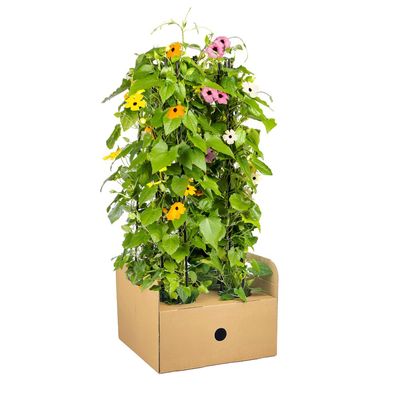 Thunbergia alata Sunny Susy mix | 4 Stücke - Ø13cm - 50-60cm - Gartenpflanze