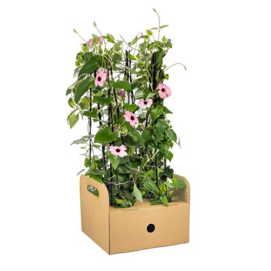Thunbergia alata Sunny Susy Rose Sensation | 4 Stücke - Ø13cm - 50-60cm - Garten