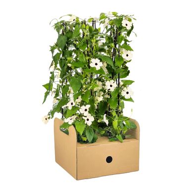 Thunbergia alata Sunny Susy White | 4 Stücke - Ø13cm - 50-60cm - Gartenpflanze