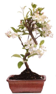 Bonsai - Malus spec. Zier-Apfel 225/21