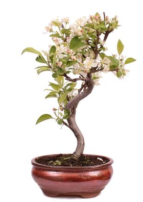 Bonsai - Malus spec. Zier-Apfel 225/30