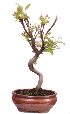 Bonsai - Malus spec. Zier-Apfel 225/31