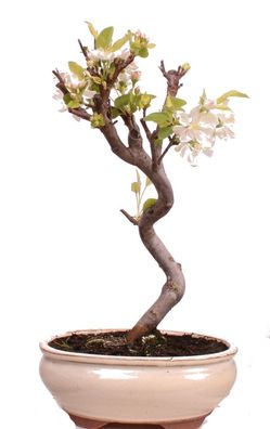 Bonsai - Malus spec. Zier-Apfel 225/32