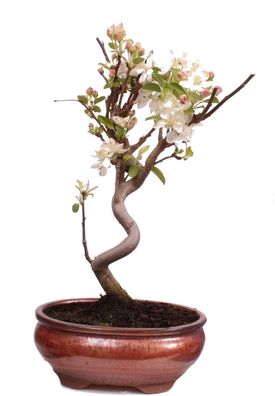 Bonsai - Malus spec. Zier-Apfel 225/34