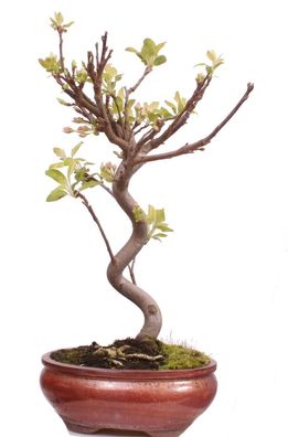 Bonsai - Malus spec. Zier-Apfel 225/35