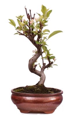 Bonsai - Malus spec. Zier-Apfel 225/36