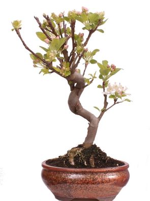 Bonsai - Malus spec. Zier-Apfel 225/37
