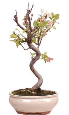 Bonsai - Malus spec. Zier-Apfel 225/38