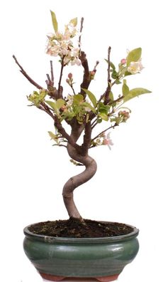 Bonsai - Malus spec. Zier-Apfel 225/39