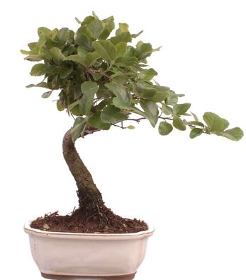 Bonsai - Quercus suber, Korkeiche 225/63