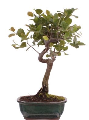 Bonsai - Quercus suber, Korkeiche 225/64