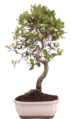 Bonsai - Quercus suber, Korkeiche 225/68