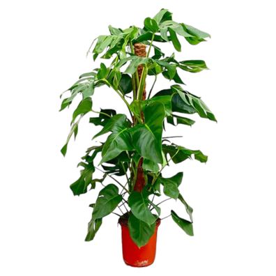 Monstera Pertusum - Ø24cm - 110-120cm - Zimmerpflanze - Immergrün