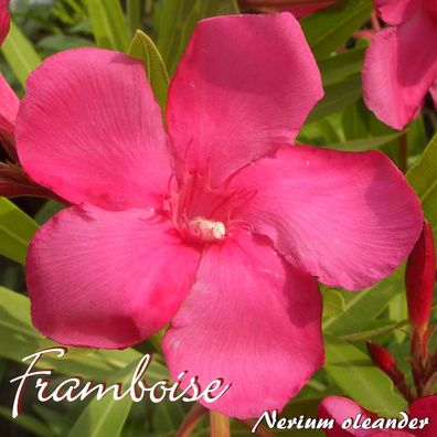 Oleander "Framboise" - Nerium oleander - Größe C15