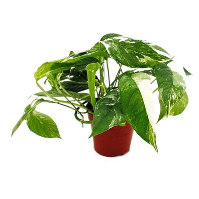Weiß-bunte gemusterte Efeutute Epipremnum variegata Scindapsus 12cm Topf rankende