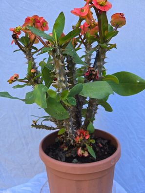 Euphorbia lomi im 25 cm Topf