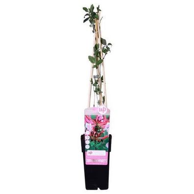 Lonicera periclymenum 'Serotina' - ß15cm - ?65cm