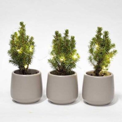 Mini-Weihnachtsbaum Set 3 - Inklusive 3x Topf Joey grau + 20 led Lichter