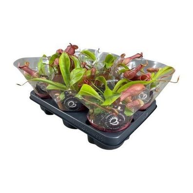 Nepenthes Alata - ß12cm - ?17cm
