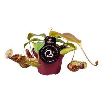 Nepenthes Gaya - ß12 ?17