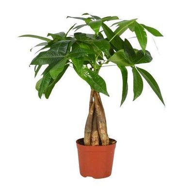 Pachira Aquatica - ß12cm - ?35cm