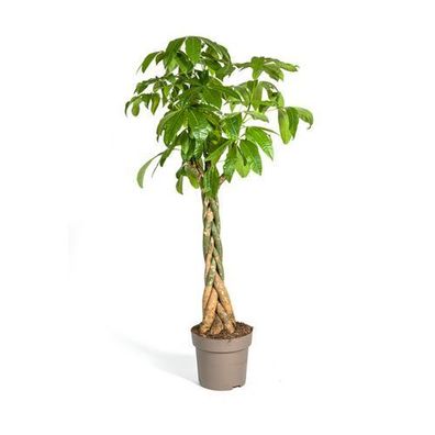 Pachira Aquatica ß30cm - ?170-180cm