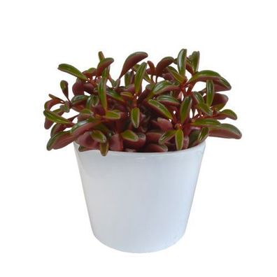 Peperomia graveolens - im weißen Topf