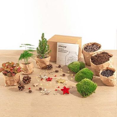 Pflanzenterrarium-Paket - Mini-Weihnachtsbaum - 3 Pflanzen - Nachféllpackung & Starte