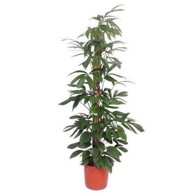 Philodendron Drachenschwanz-Moosstock - 220 cm - Ã¸34