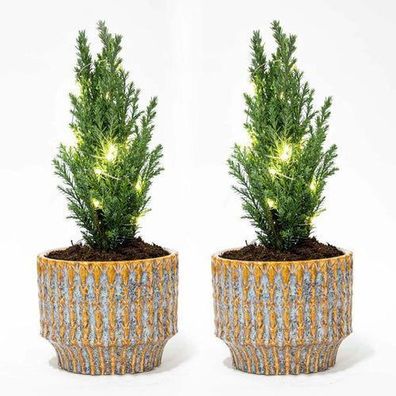 2er Set - Weihnachtsbaum 'Ellwoodii' + Topf Echo + 20 LED-Birnen - 25 - 30 cm hoch