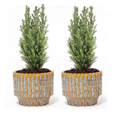 2er Set - Weihnachtsbaum 'Ellwoodii' + Topf Echo - 30 cm hoch